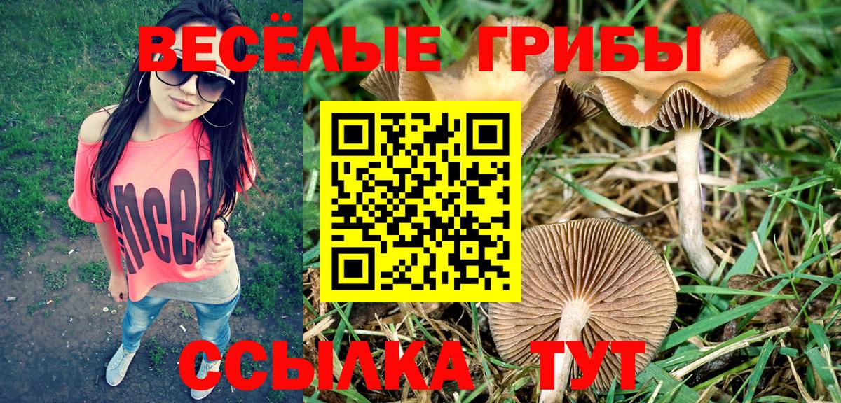 Амурск  Псилоцибиновые грибы Psilocybine cubensis  Вход с VPN 